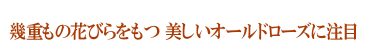 大輪の花で印象的に